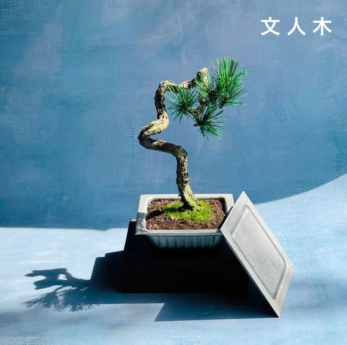 NEVER ROT with Craft Bonsai 鋳物納豆パックとクラフト盆栽